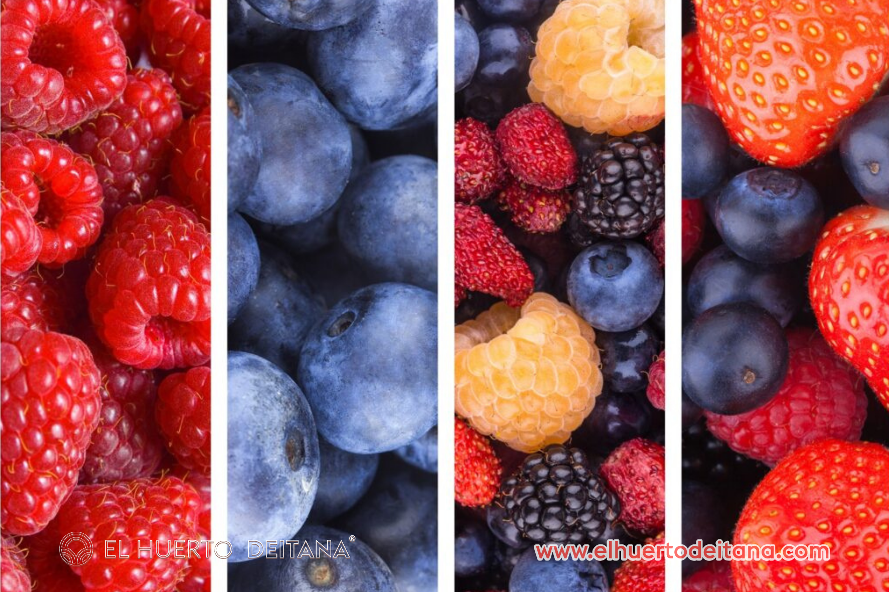 Variedad de Frutos Rojos o del bosque